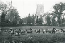 Sheep in Church Meadow